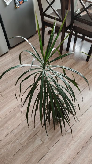 Драцена маргината