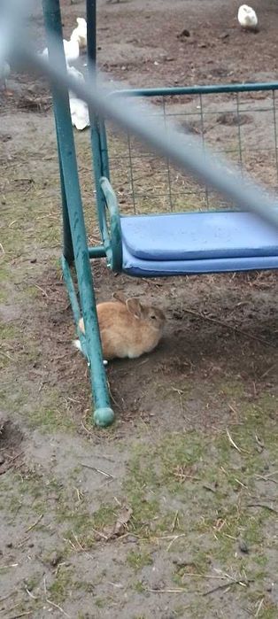 Продавам зайци, петли и патици за консумация + декоративно козле