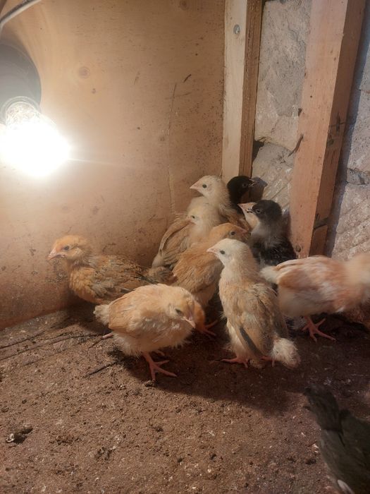 Балапан сатылады.