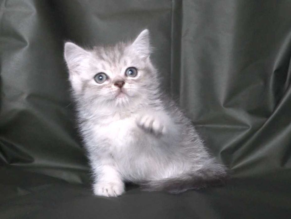 Шотландско и Британско късокосмести котенца