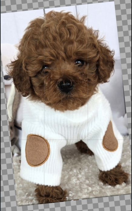 Пудел той /Poodle toy с генетични тестове на родителите с  родословие