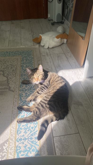 Отдам кота в добрые руки