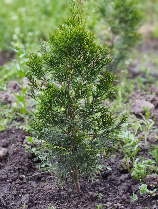 Саженцы туи Смарагд