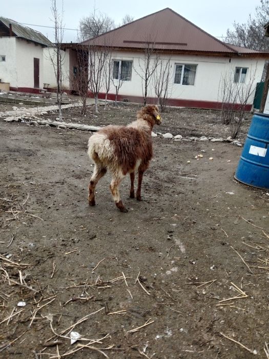 Бордақы ұрғашы тоқты