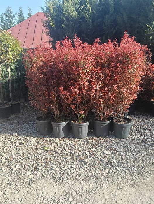 Lelandii și conifere pentru gard viu natural