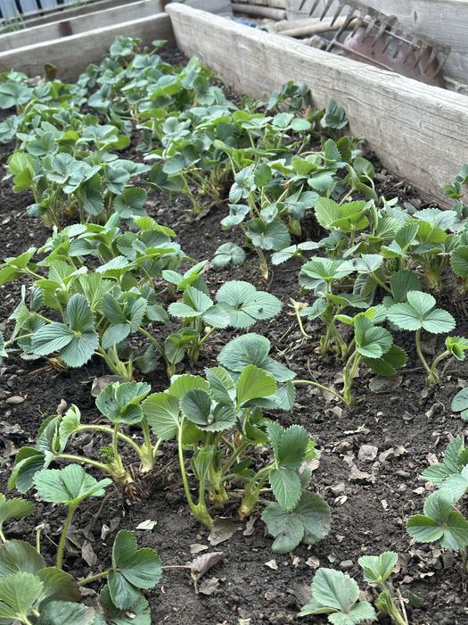 Саженцы клубники