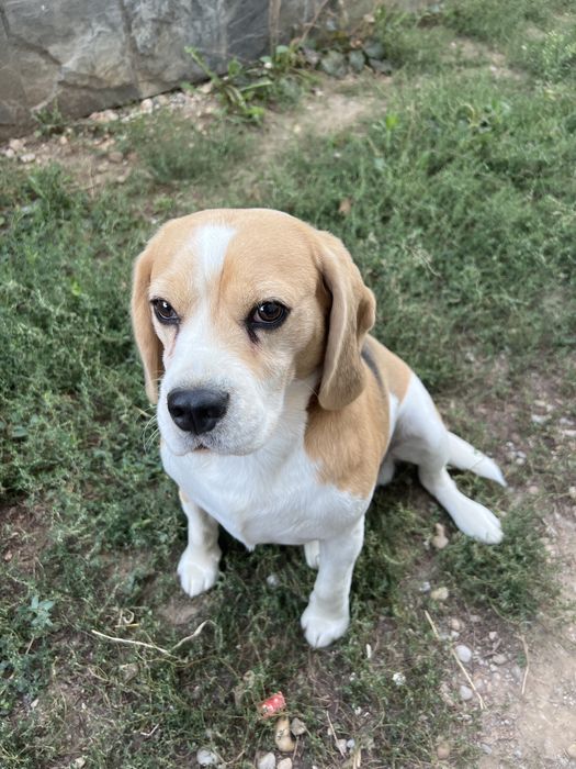 Donam cățeluș Beagle 5 ani cu pedigree – caut familie responsabilă, preferabil curte, păstrăm legătura
