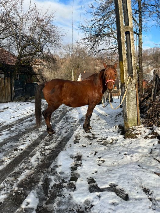 Cal de vânzare comuna pucheni,  65 de milioane