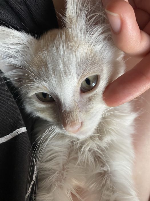 отдам бесплатно в хорошие руки