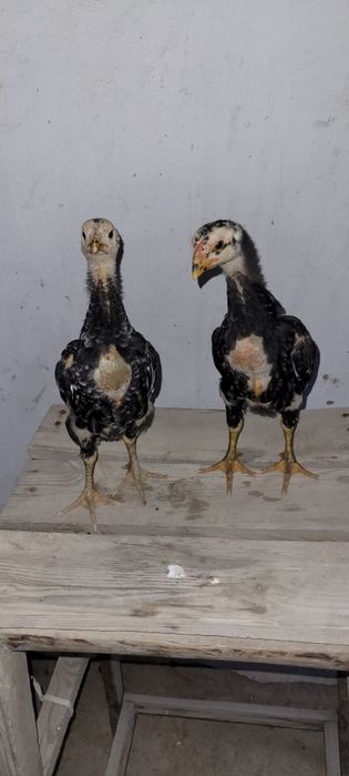 О Шамо немецкий линия