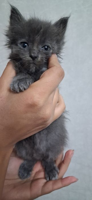 Отдам котенка в хорошие руки