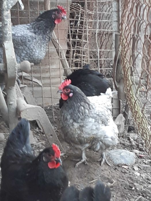 vand  gaini Brahma potarnichiu,  Herminat deschis