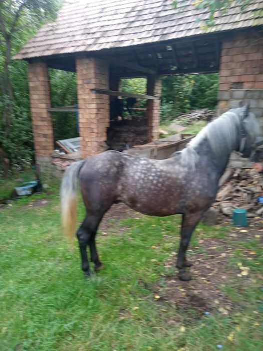 Cal de vânzare din rasa lipițan