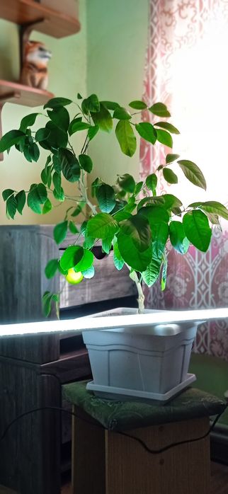 Лимонное  дерево