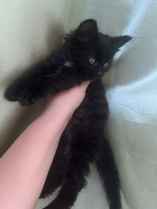 Отдам котенка девочка