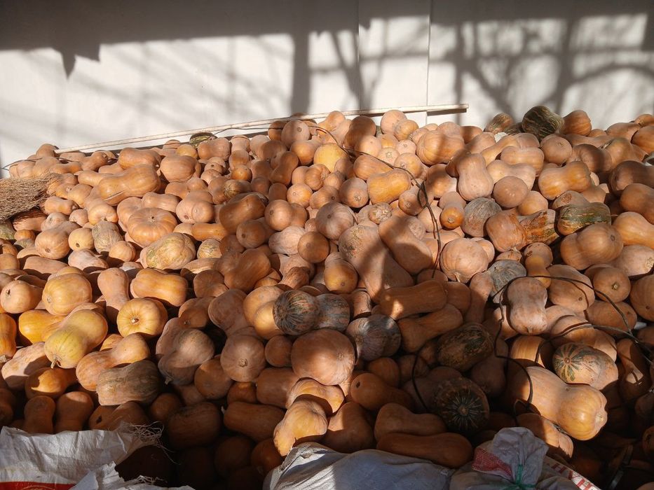 Osh qovoq  4000 Toshkent