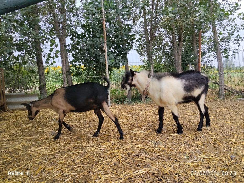 Zotli sutdor echki