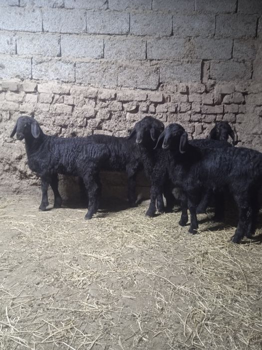 Козы сатылады козылар