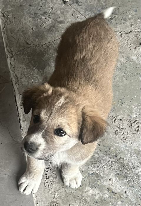 Щенята (девочки)