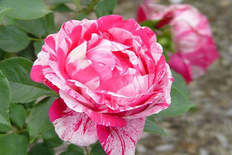 Сортовые корни роз, 1сорт