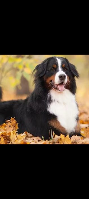 Потерялась собака