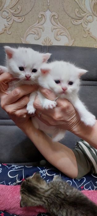 Готовятся к продаже котята