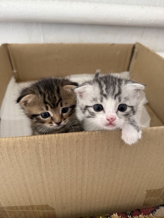 Продаются породистые котята