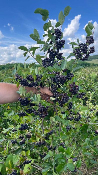 Vand fructe de Aronia 100% natural