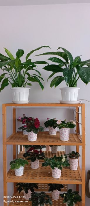 Цветы, комнатные цветы,