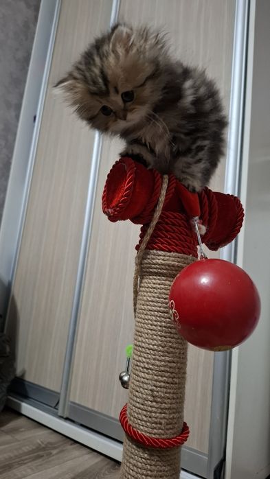 Котенок девочка шотландская