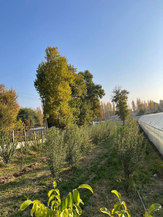 Teplitsa sotiladi hamma sharoit bor