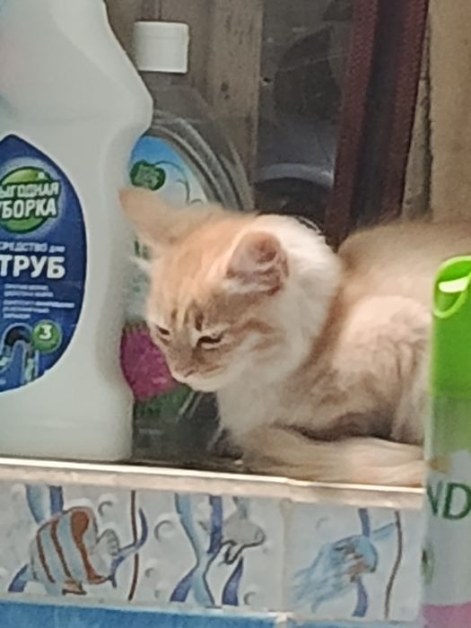 Котенок в добрые руки