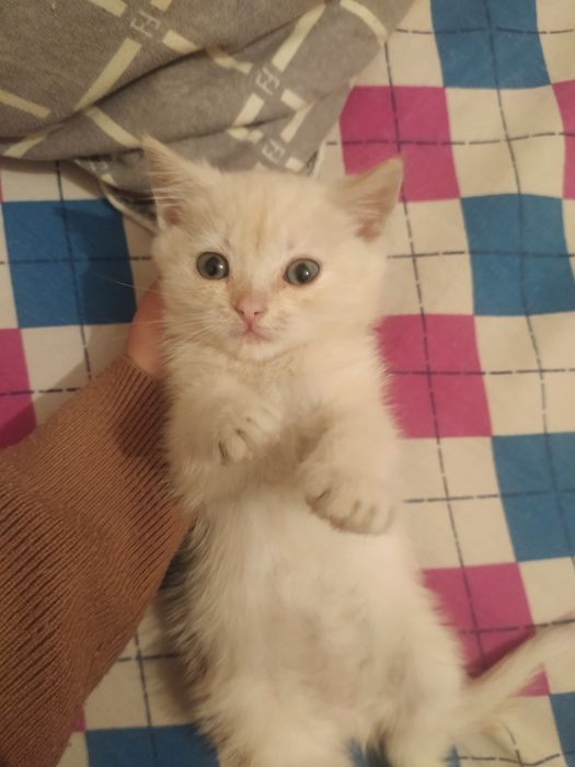 Кошка 1 месяц девочка