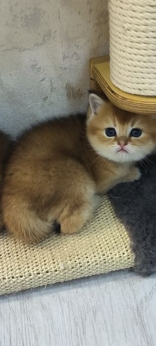 Золотая шиншила окрасов  Ny 11, и By 11 , девочки шоколадное золото