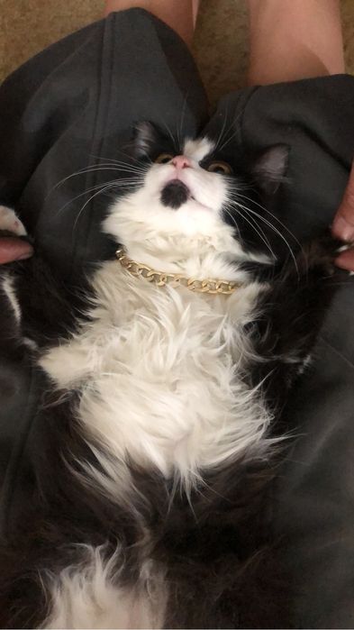 Отдам в добрые руки