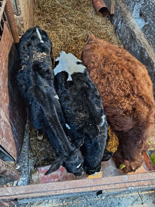 Vând vitei de lapte și semiintarcati