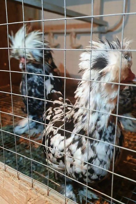 Султанка тауықтары