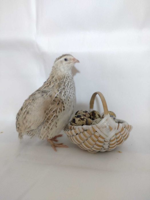 Vând pui de prepeliță – 4 săptămâni