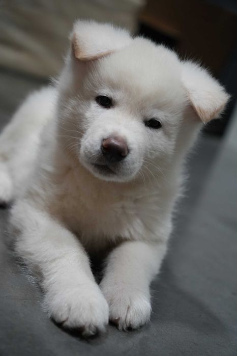 Akita Inu Japonez