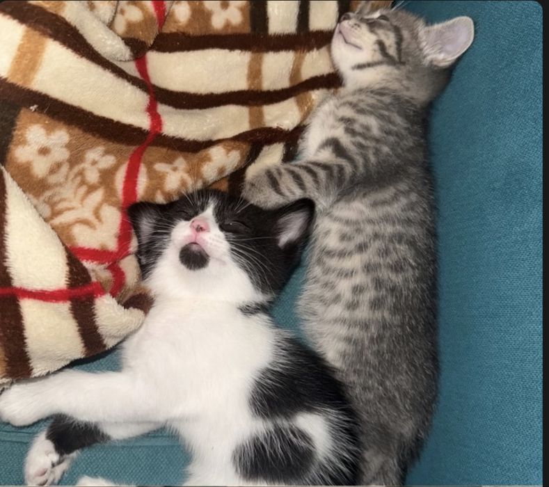 Котята мальчики серый и черно белый