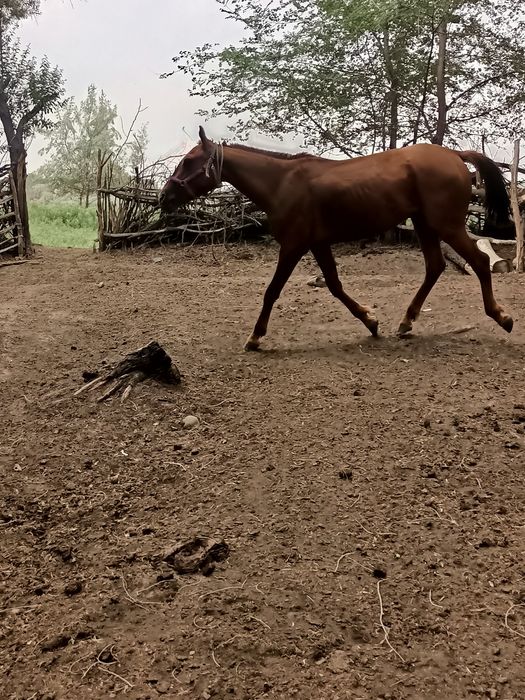 қунан сатылады   ёё