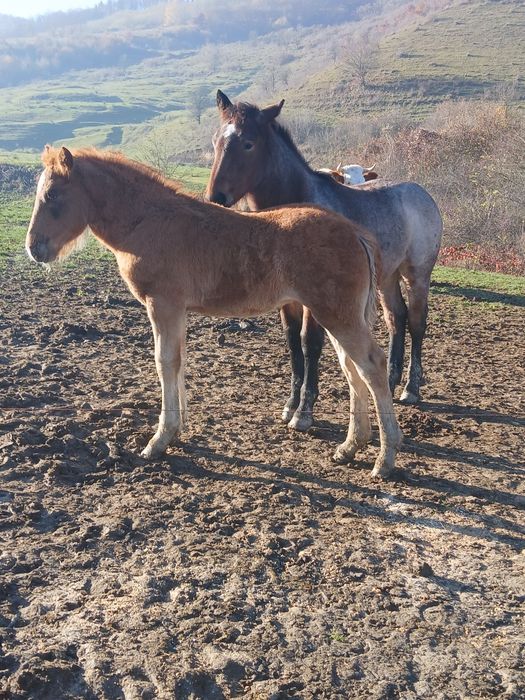 Schimb 3 mânze cu vaci sau cu oi de carne