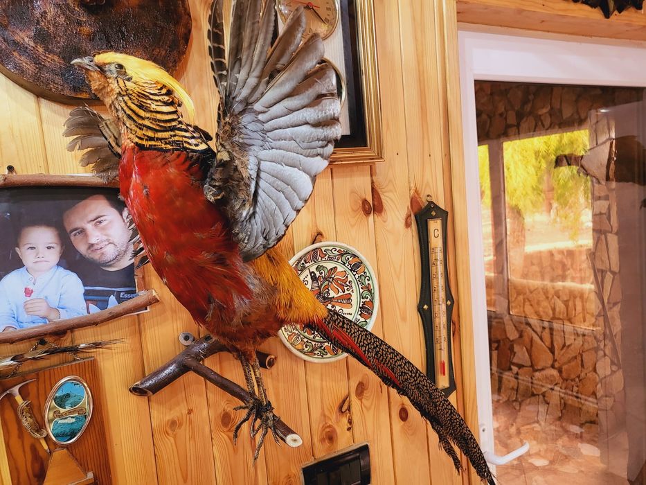 Păsări decor inpaiate