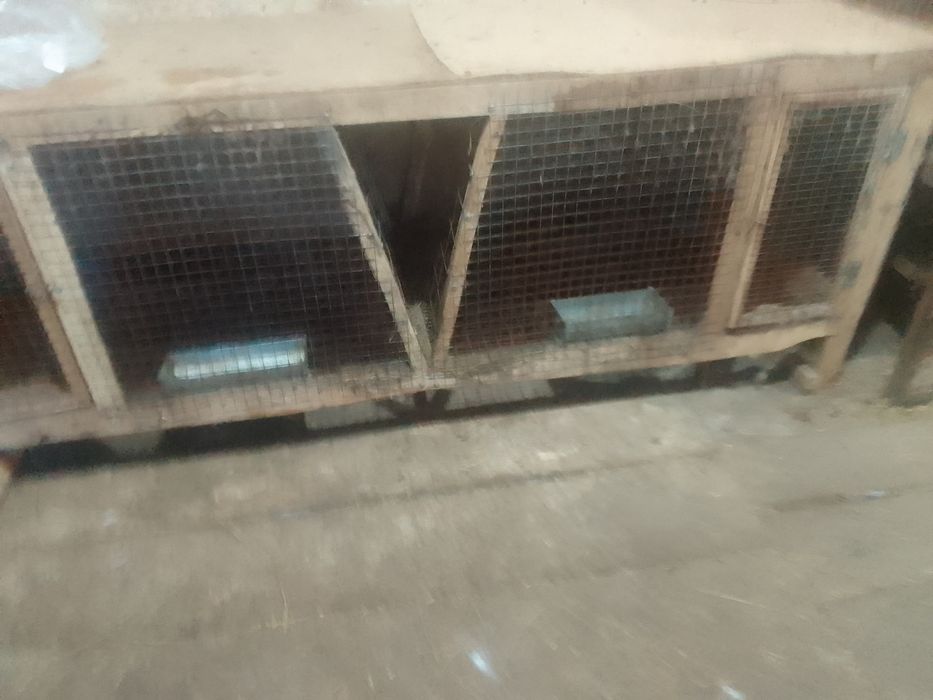 Кролы и две кролихи. Бишкуль