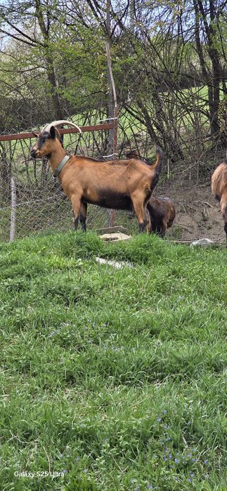 Țap alpin francez ciut,o capră și un ied