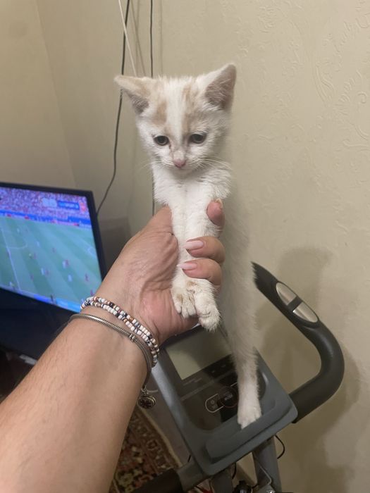 Отдам котенки. Бесплатно!
