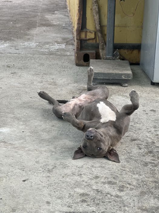 Kuchuk bolalari bor Onasi tayskiy redjbek,