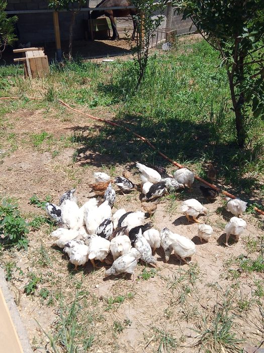 Тауык жане кораздар 2айлык