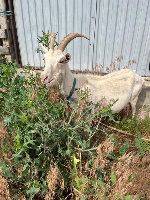 Козленок молочной породы