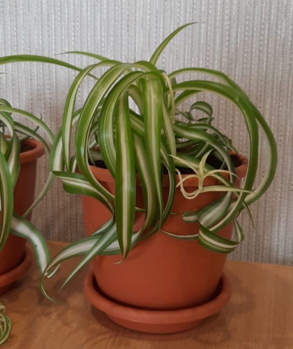 Продам комнатные растения.